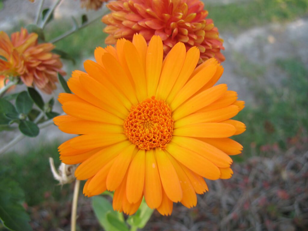 Calendula Care, Calendula Plant Care