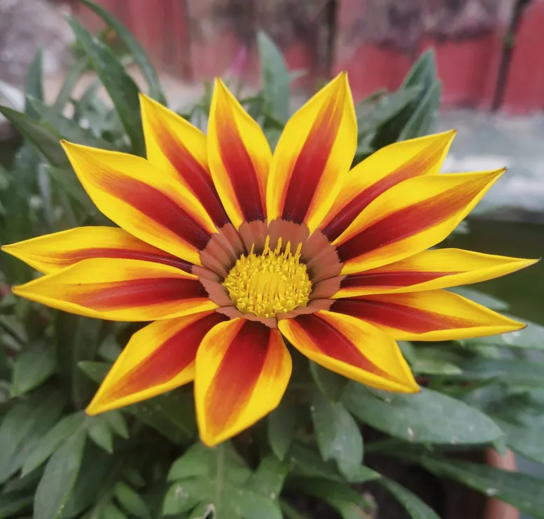 Gazania Plant How to grow and care