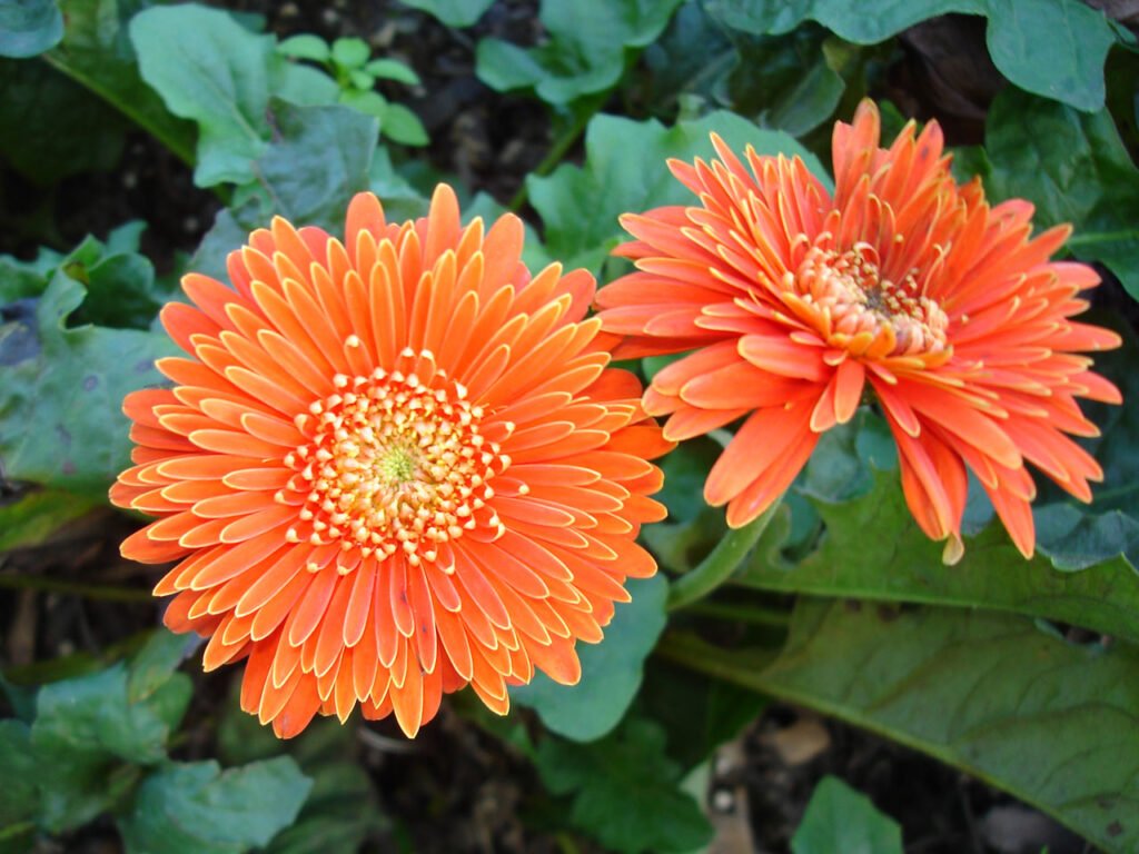 Gerbera Daisy Plant How To Grow and Care