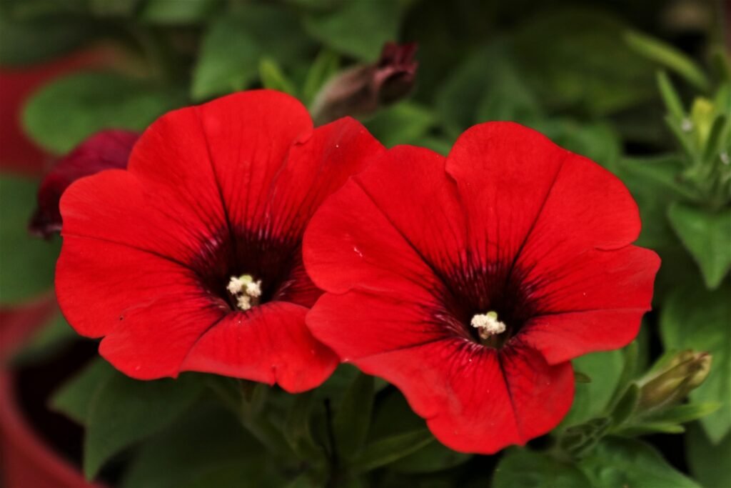 Petunia Plant Care