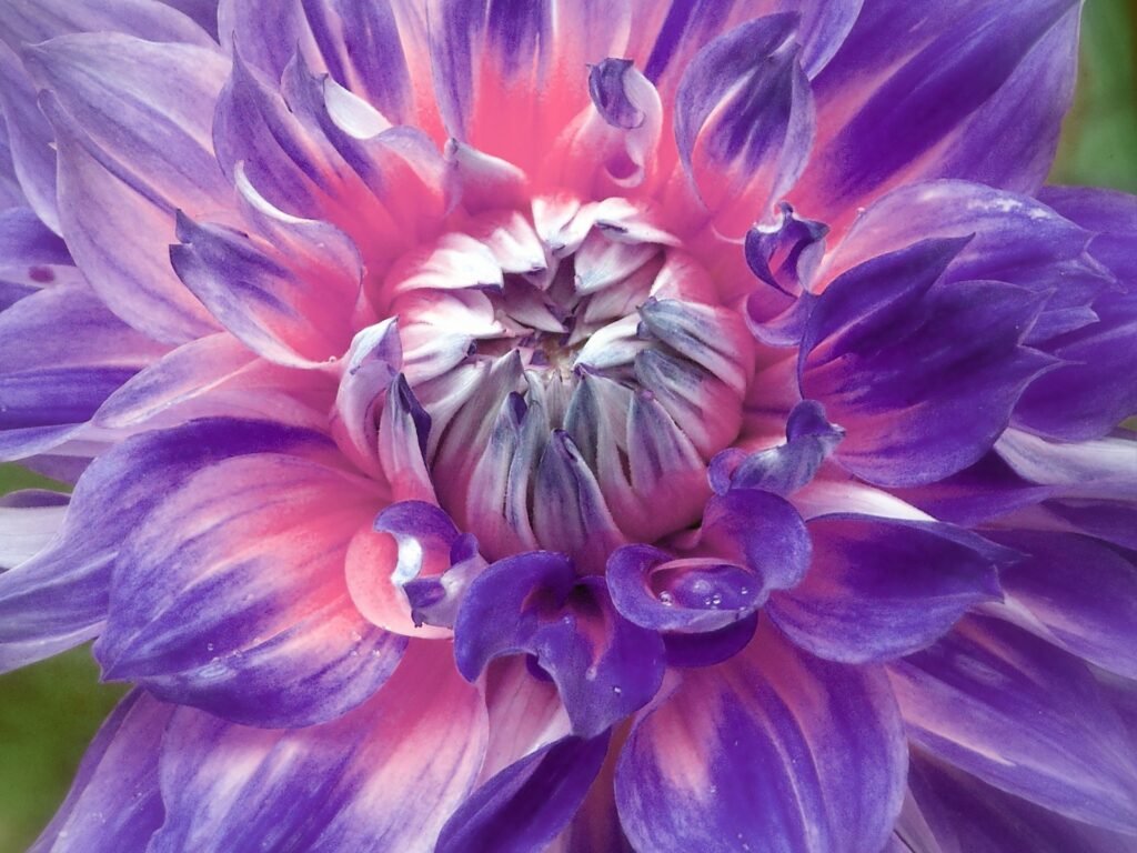 Dahlia Plant Care