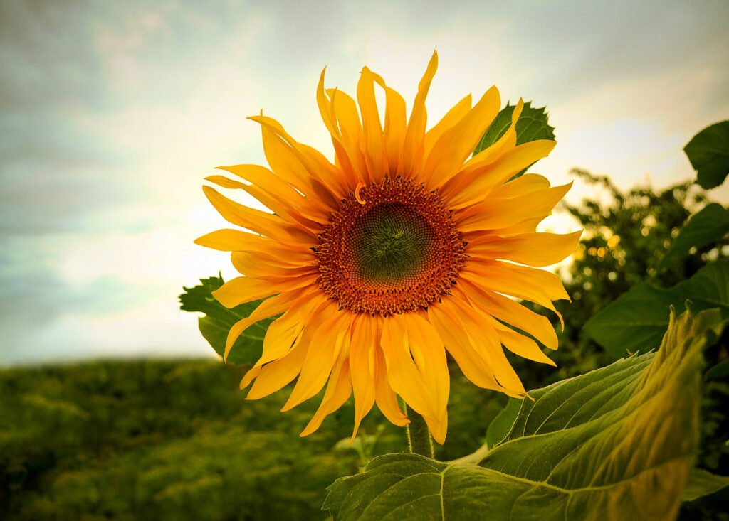 Sunflower Plant Care Tips