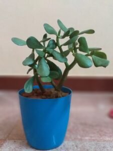 How To Propagate Jade Plant