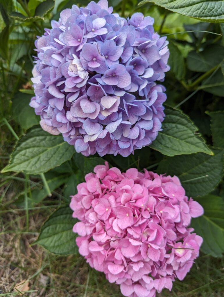 Hydrangea Plant Care. how to grow and care hydrangea plant