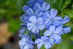 Plumbago auriculata plant care