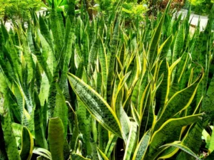 How to care for snake plant