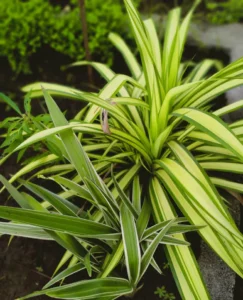 Spider plant care