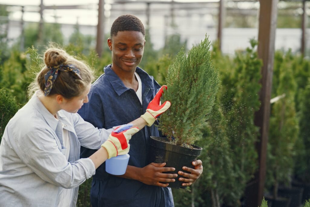 How to grow and care for Arborvitae plant