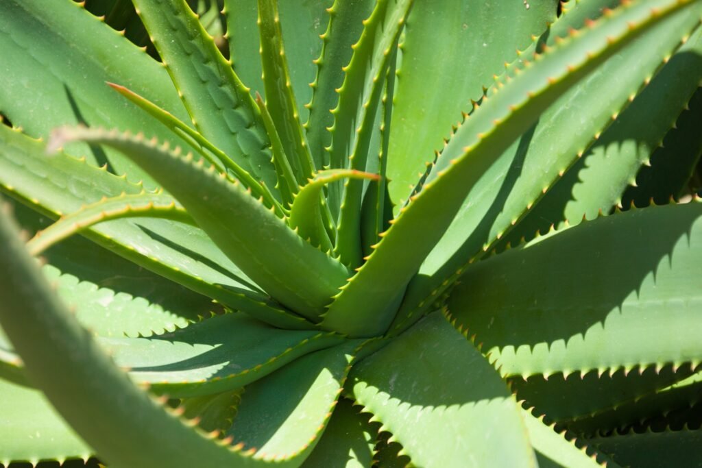 Aloe vera plant care