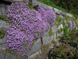 Creeping Thyme how to grow and care