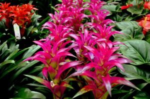 How to care For Bromeliads