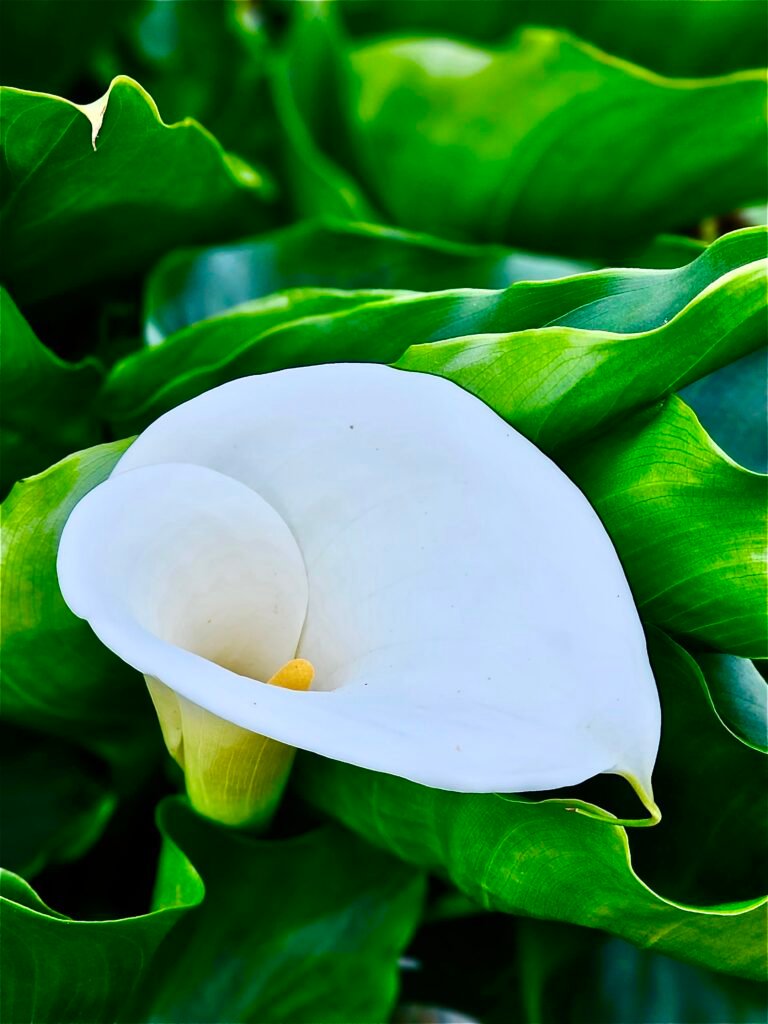 Calla Lily Plant Care