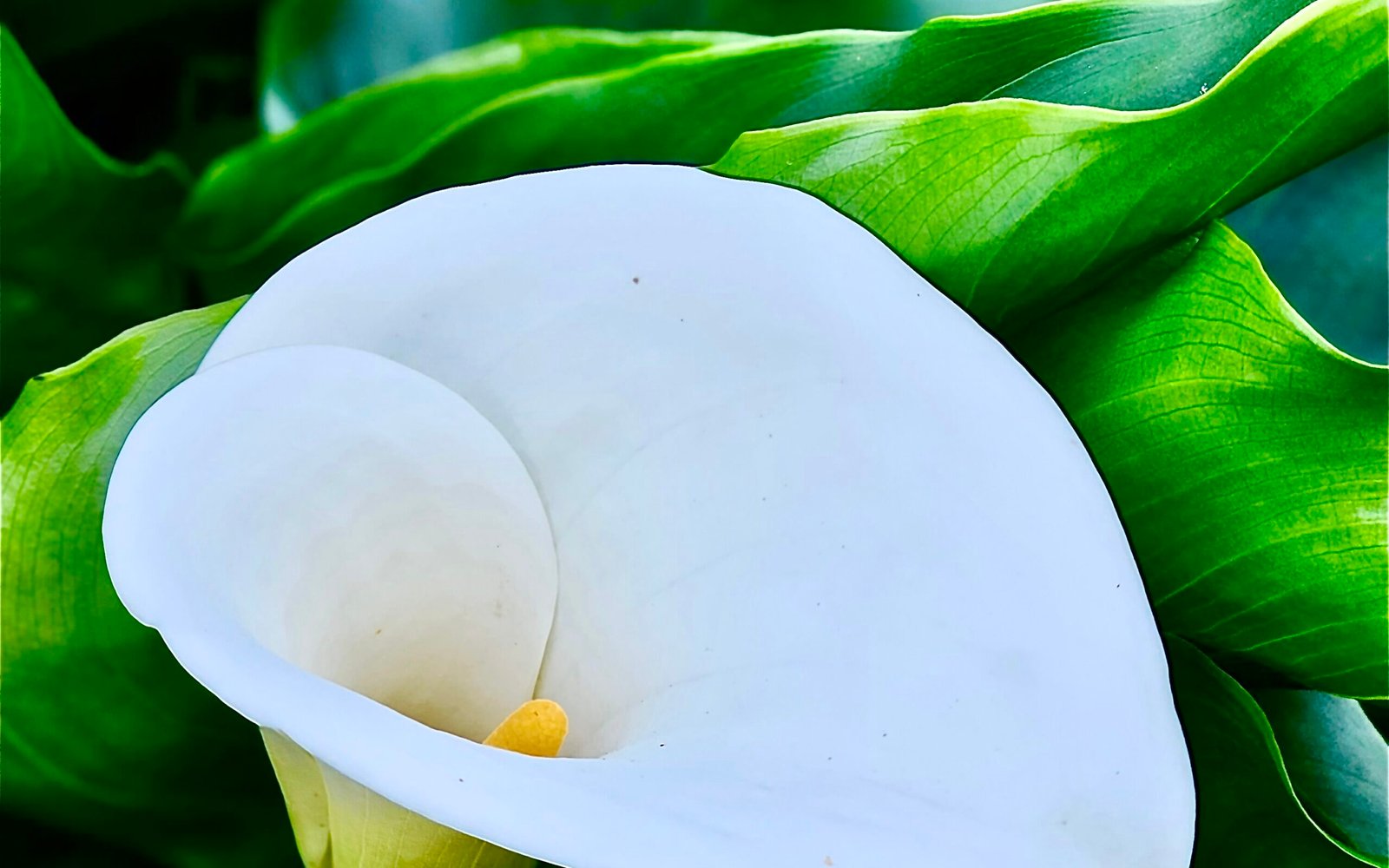 Calla Lily Flower Care