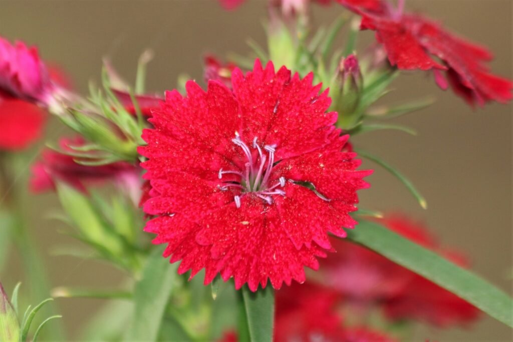 dianthus flower plant care