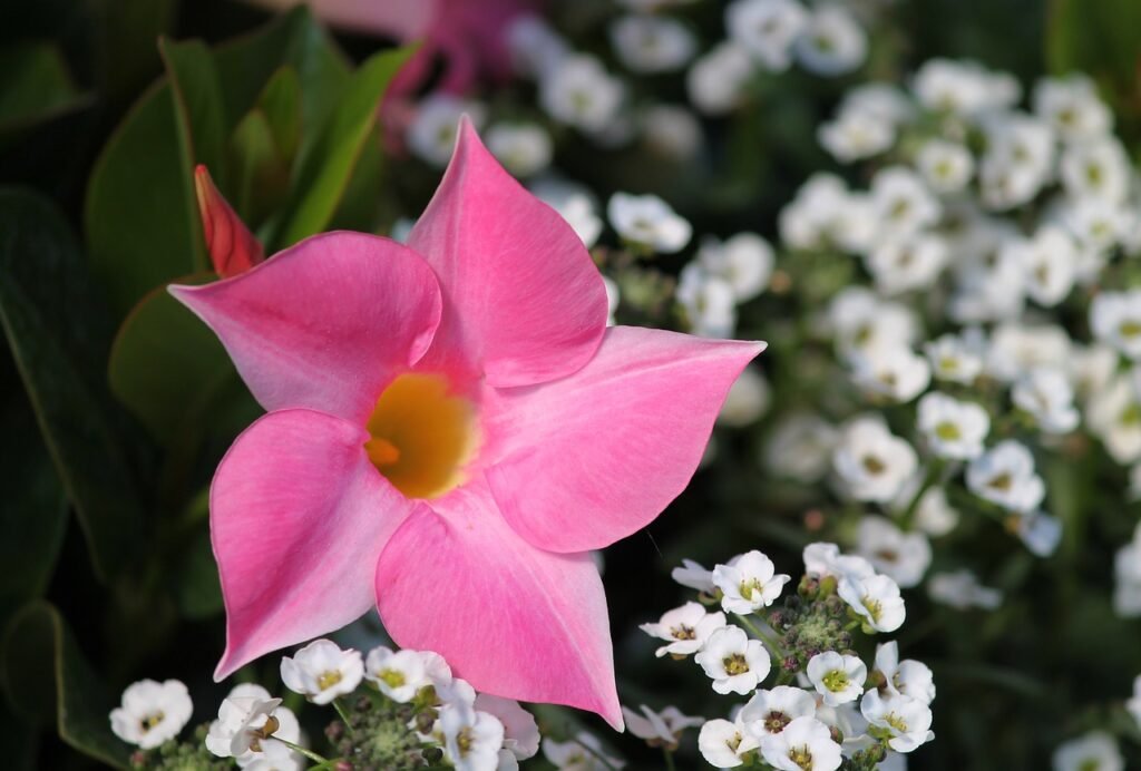 Dipladenia plant care