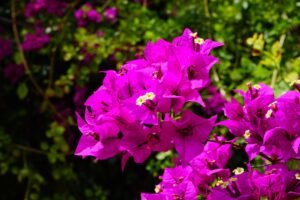 Bougainvillea glabra plant care