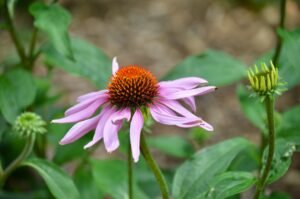 Coneflower plant care