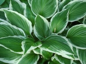 Hosta Plants