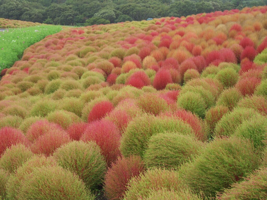 Kochia Plant Care