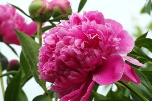 Peony Flowers