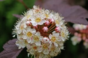 Physocarpus opulifolius