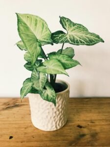 Syngonium plant care