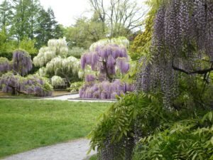 how to grow and care for wisteria tree.