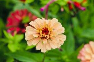 Zinnia Flowers