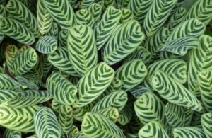 Calathea Plants Care