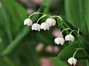 Lily Of The Valley