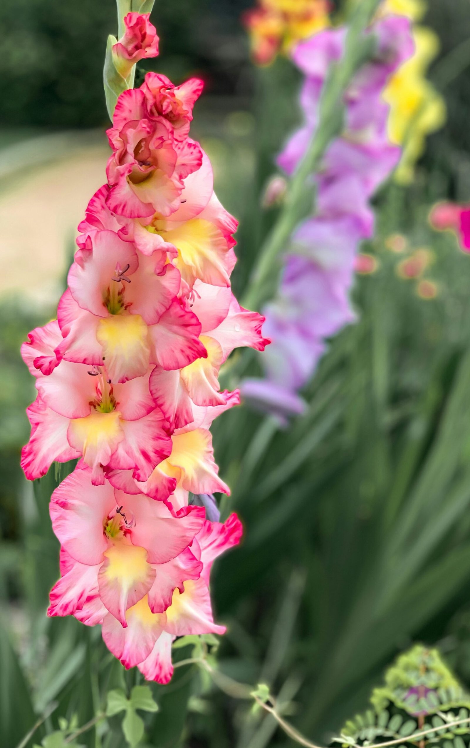 Gladiolus Flower Care