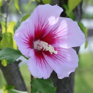 Rose of Sharon Flower