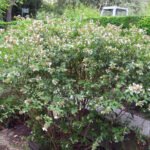 Abelia × grandiflora