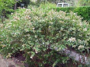 Abelia × grandiflora