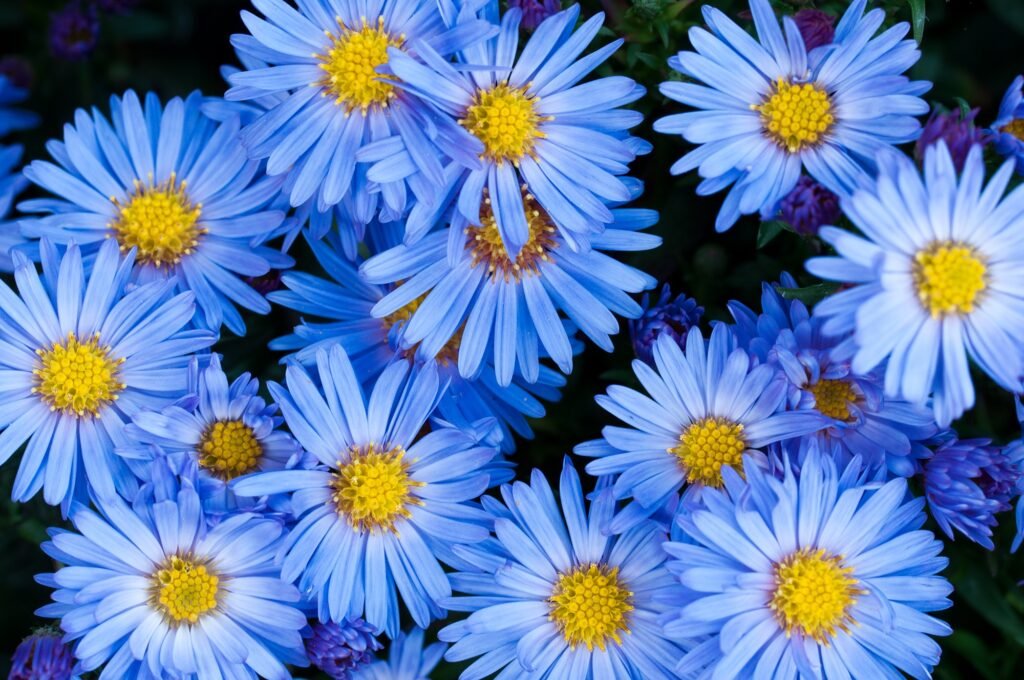 Aster Flowers Care