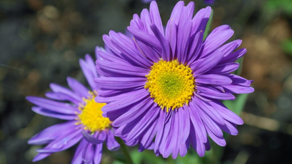 Aster Flower Care