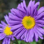 Aster Flower Care