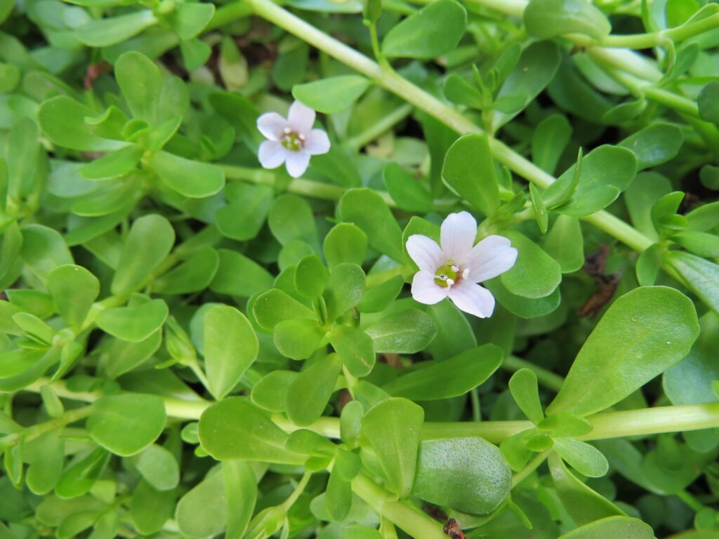 Bacopa monnieri