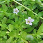 Bacopa monnieri