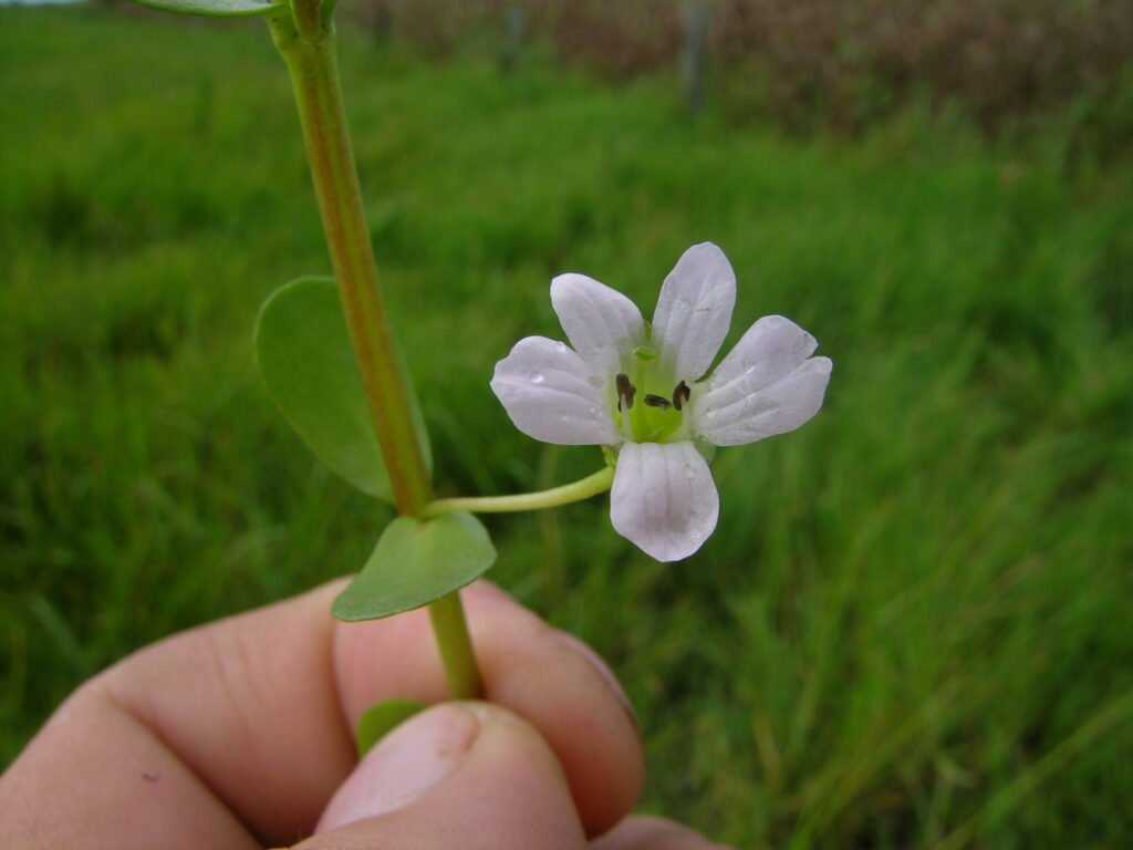 Bacopa monnieri herb plant