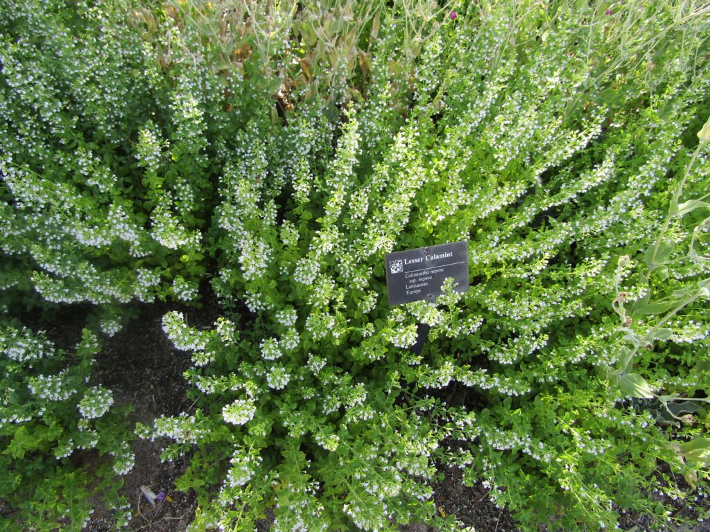 Calamint Flowering Herb Plant