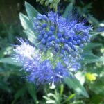 Caryopteris A Flowering Shrub