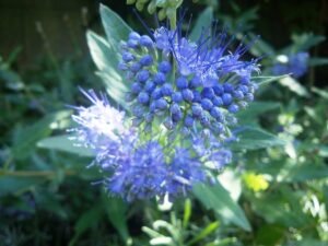 Caryopteris A Flowering Shrub