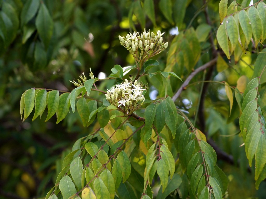 Curry Tree - Bergera koenigii