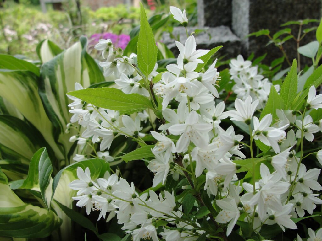 Deutzia a flowering shrub