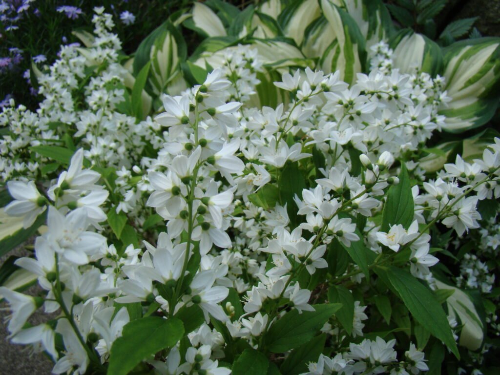 Deutzia A Flowering Shrub