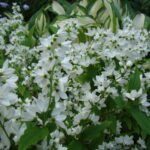 Deutzia A Flowering Shrub