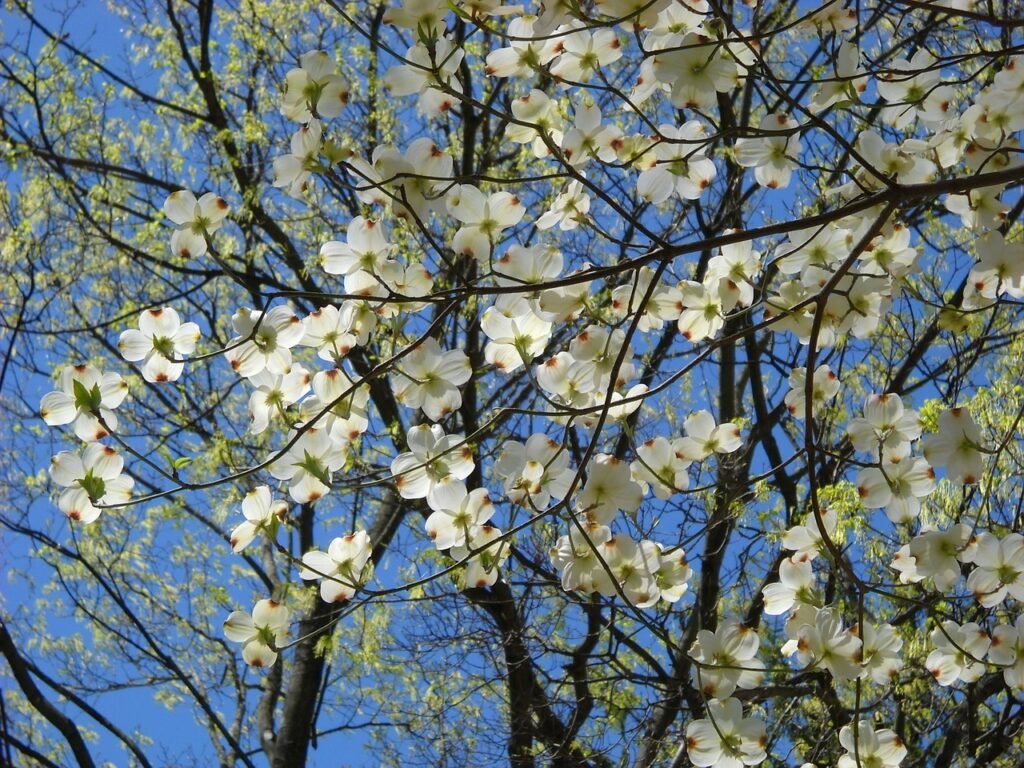 Dogwood Tree - Cornus florida