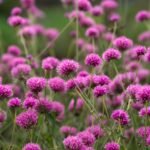 Globe Amaranth Flowers Care