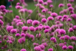 Globe Amaranth Flowers Care